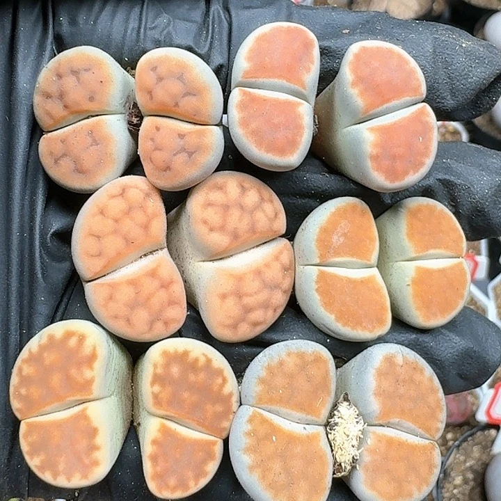 生石花111111   186