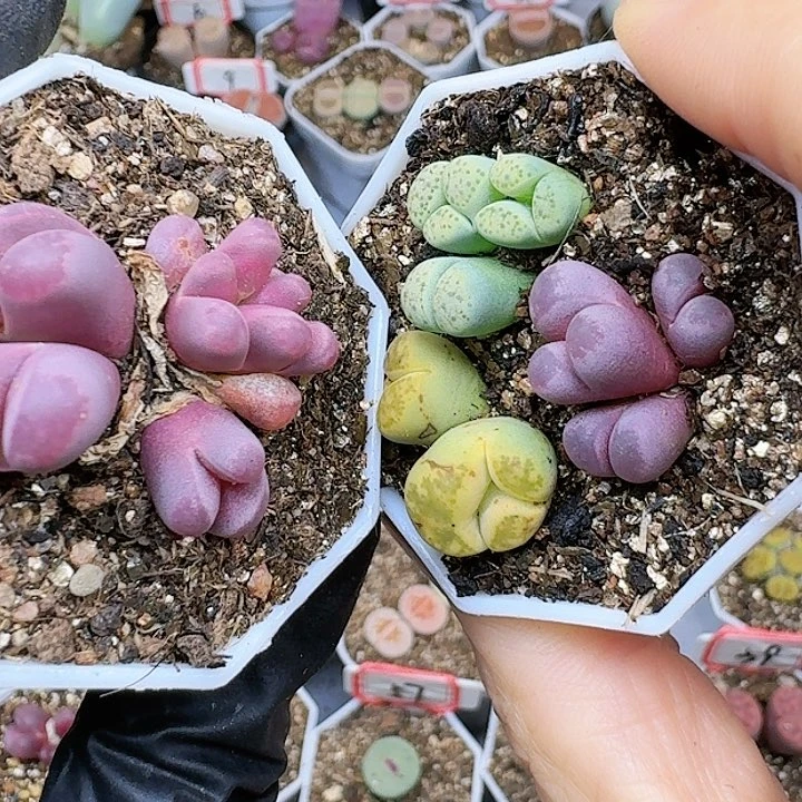 噗*_生石花111444   157号