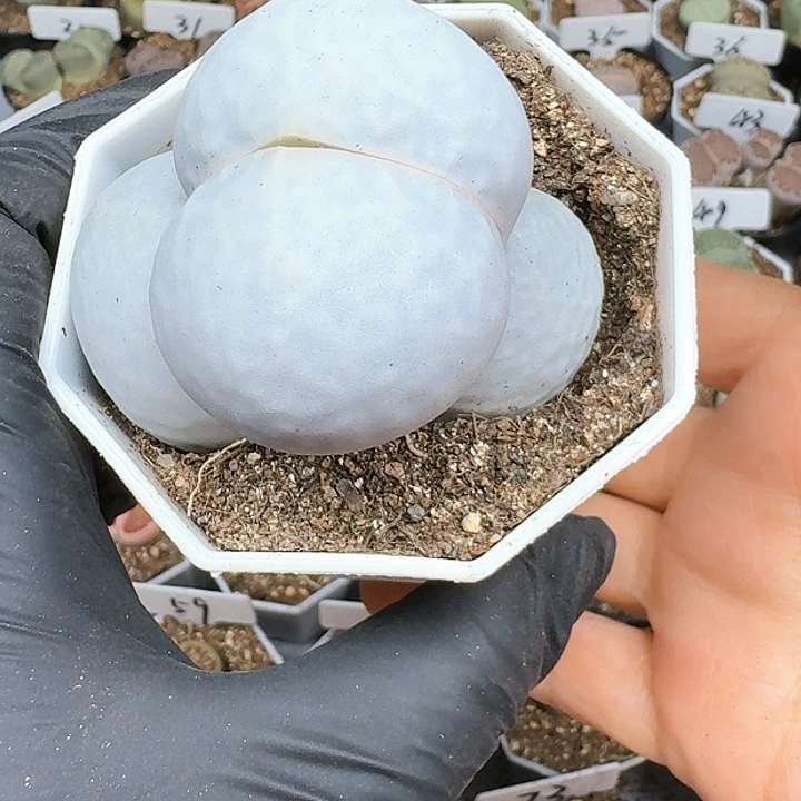 满****硬生石花11144   351