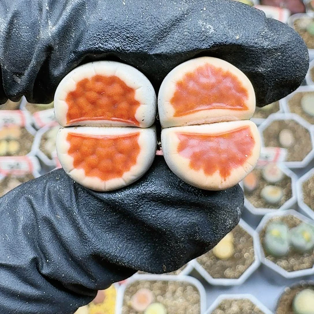 生石花115555。  52号