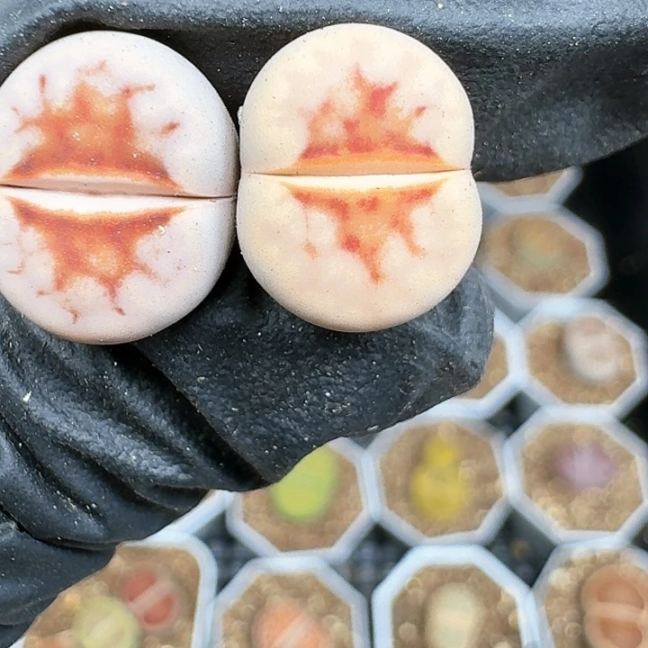 生石花111144    76