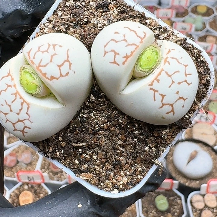 生石花115558。 67