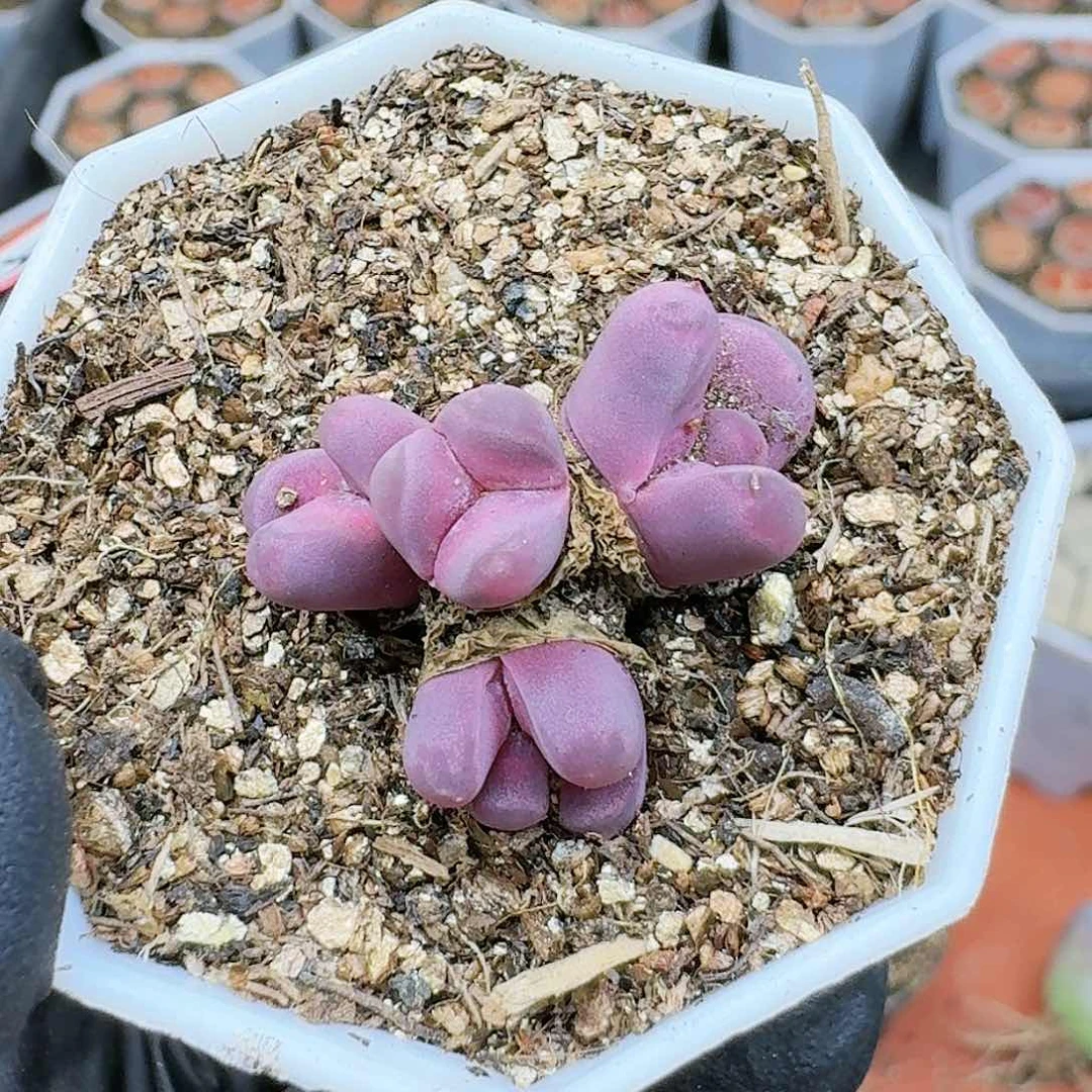 生石花233::。 595