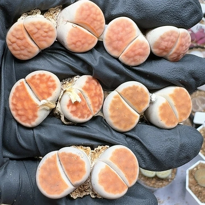 生石花11111  103
