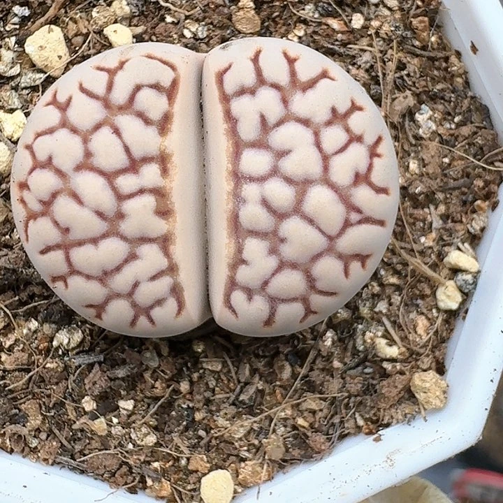 咕***_生石花11154。 255