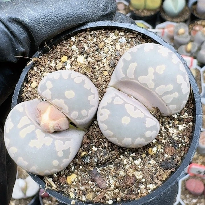 生石花111444   277