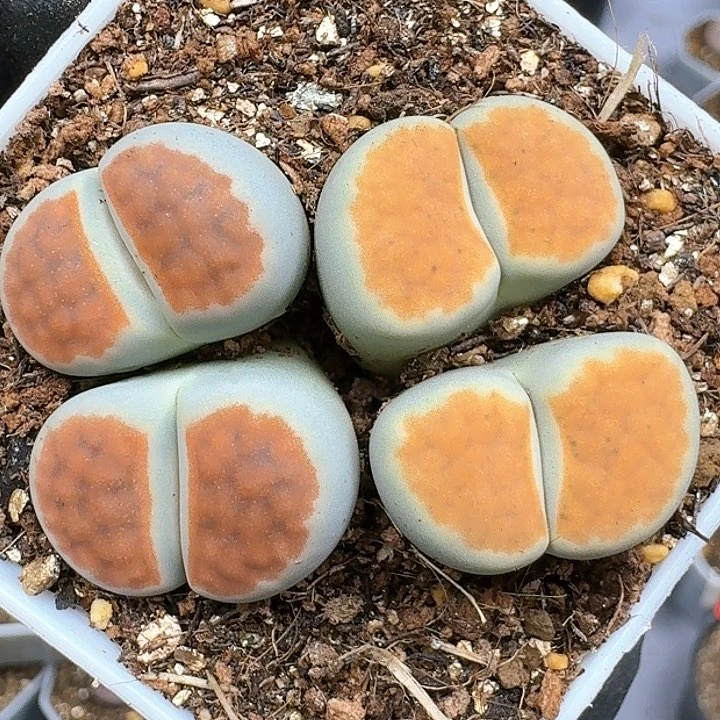 生石花111444 165