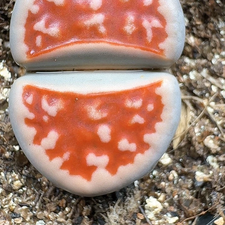 耳*生石花111444   28