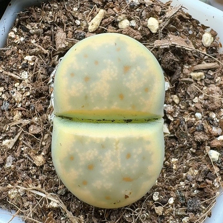 生石花11111111。 302