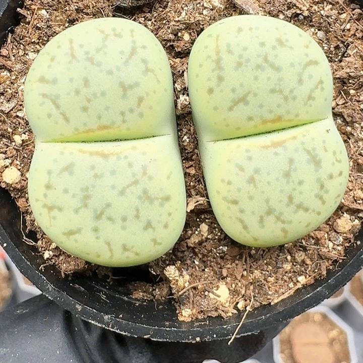 生石花111114444    260