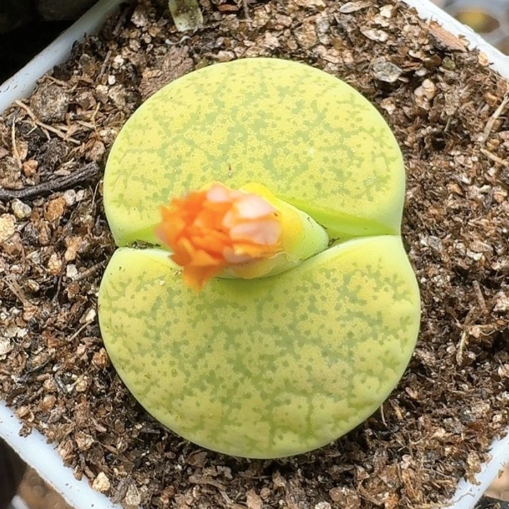 生石花114454。  63