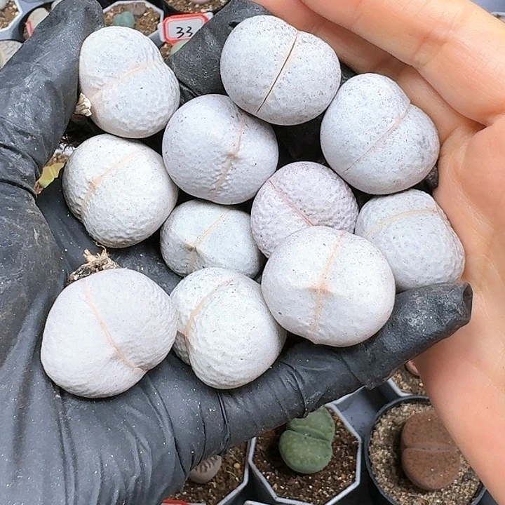 ?*?生石花111144   209