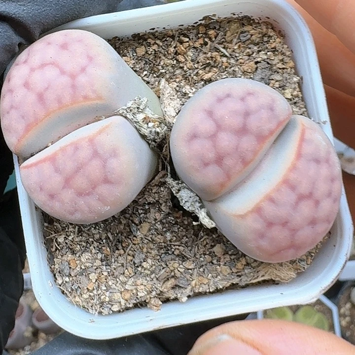 茉*生石花11111   372