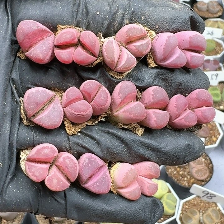 生石花1111114   83