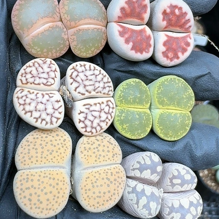 生石花111141    207