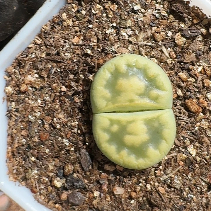 六***萄生石花2333:：。  331