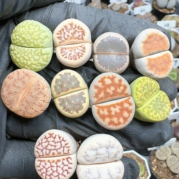 生石花1111111    227