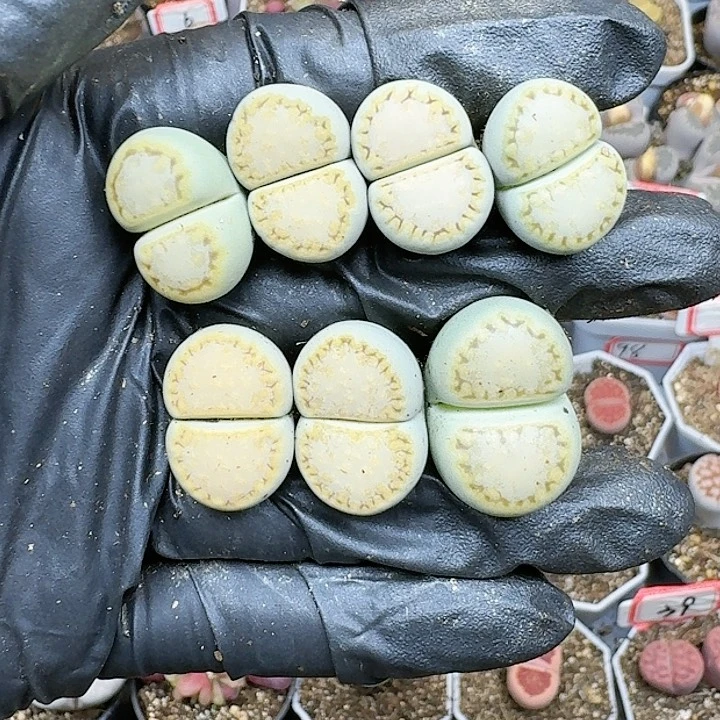 ↗***励生石花11444   309