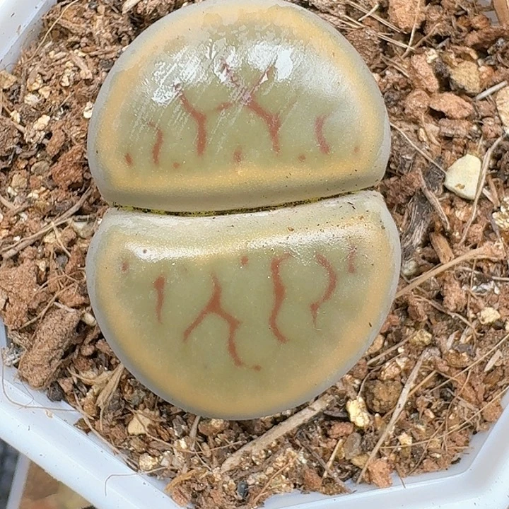 生石花111444   89