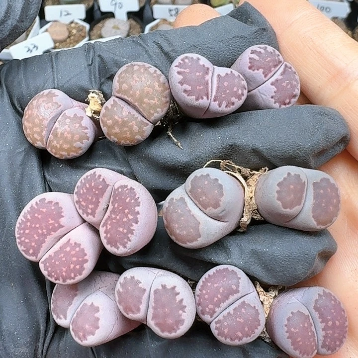 生石花111111   239