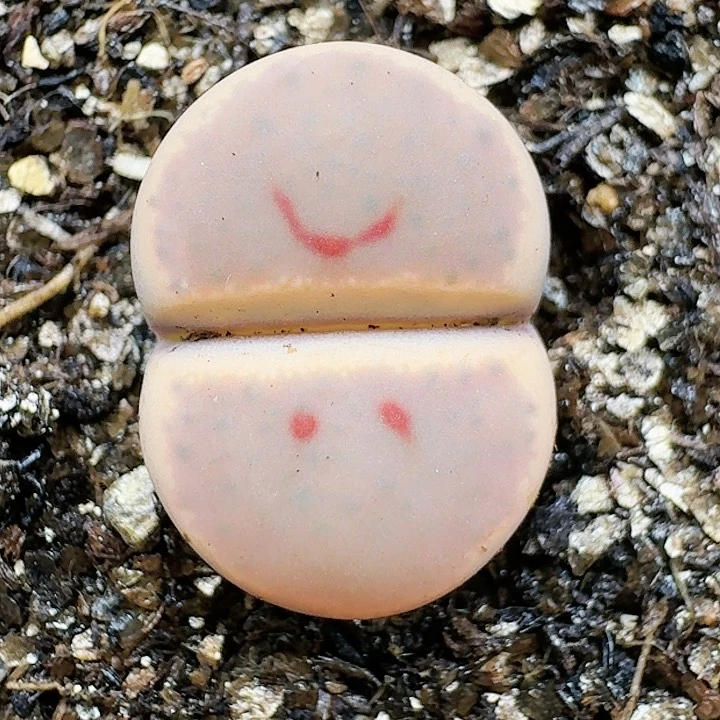 生石花11255。 163