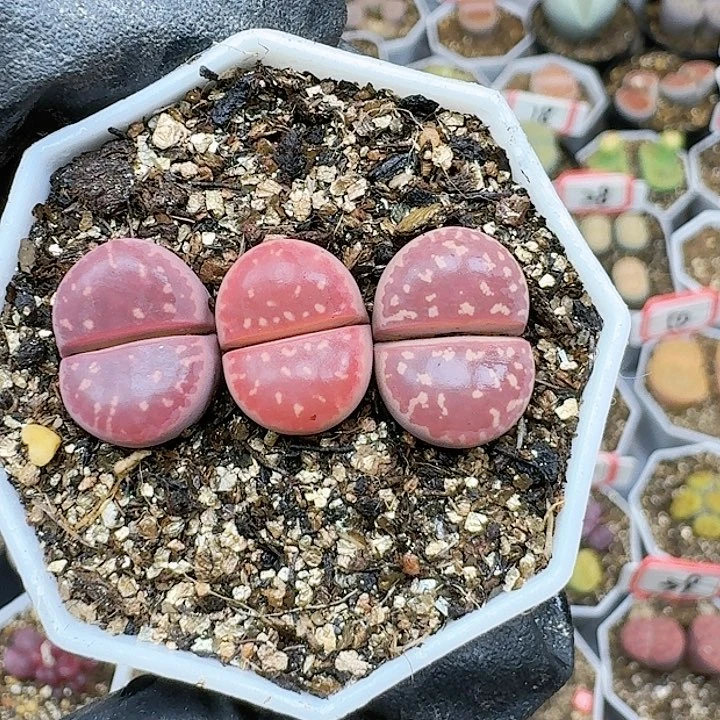 生石花11144   108