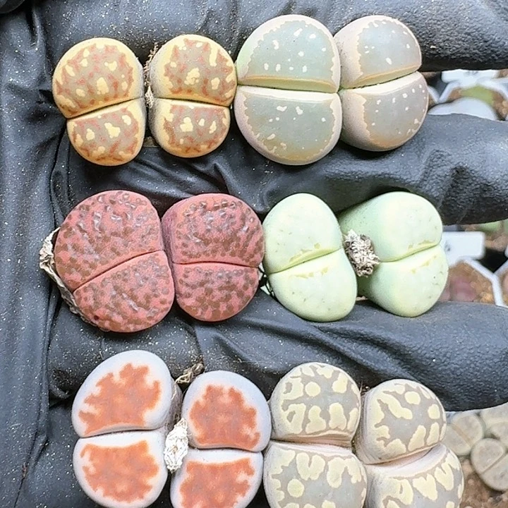 生石花111144 220