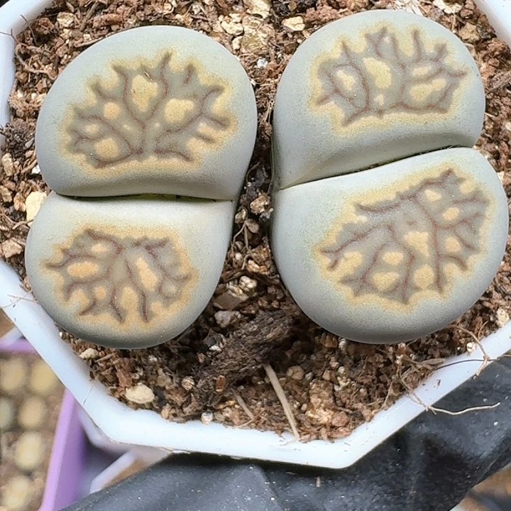 天**鱼生石花11111   139