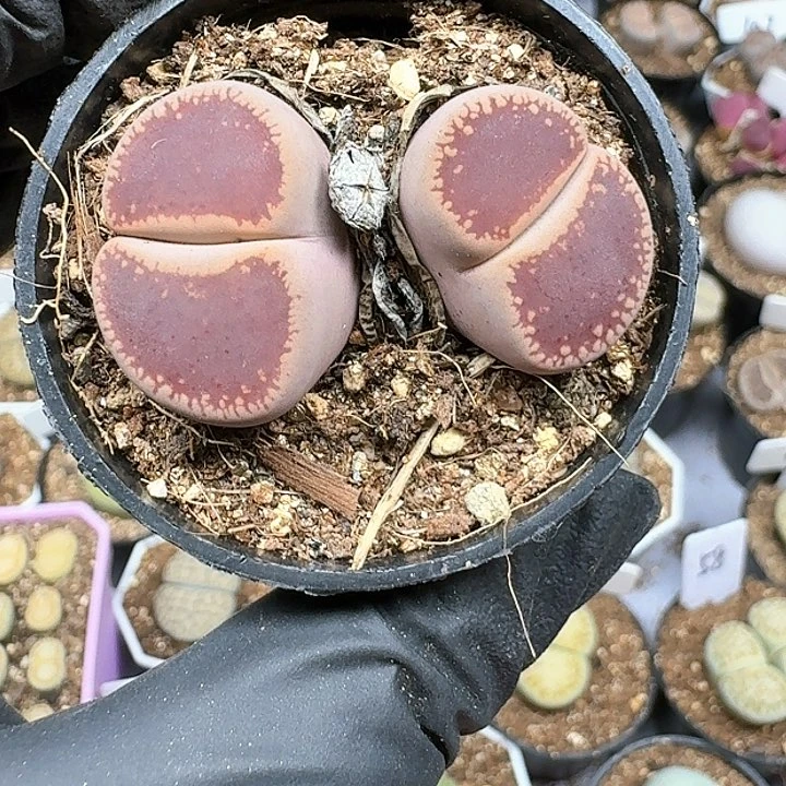 生石花11144   165