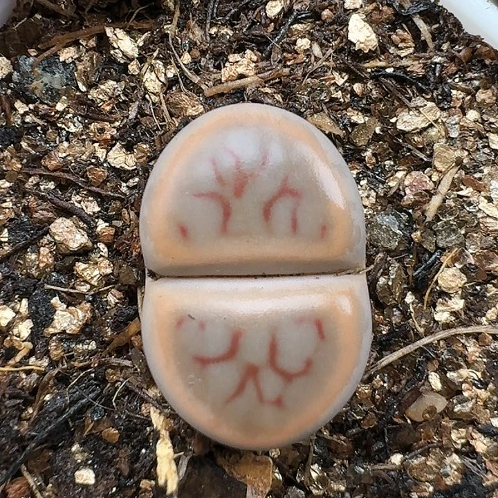 生石花1155555。 98