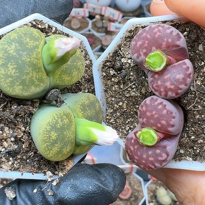 生石花11144。  228