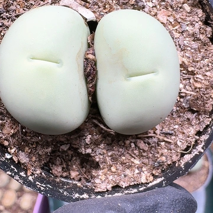 ?****]生石花1111444  96