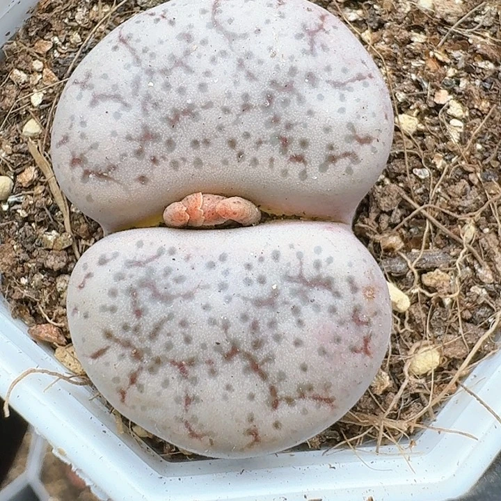 生石花111144。 237