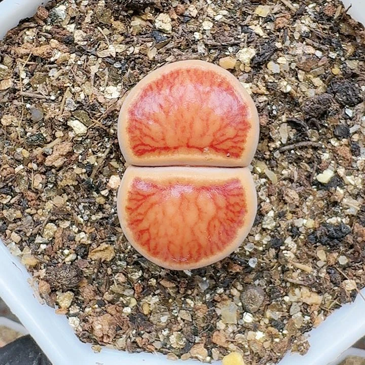 生石花2333:/。 88