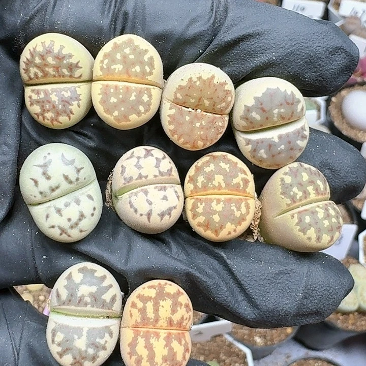 生石花111444   113