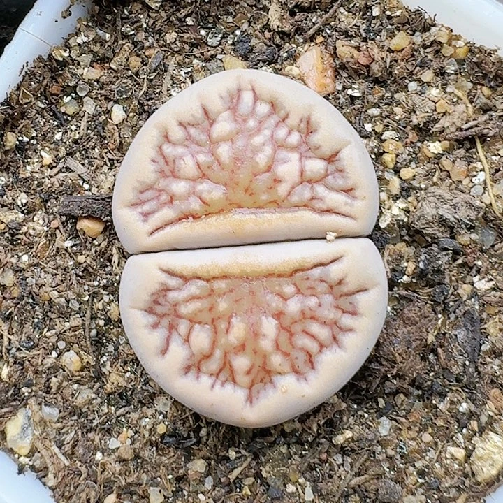 生石花233:/。   226