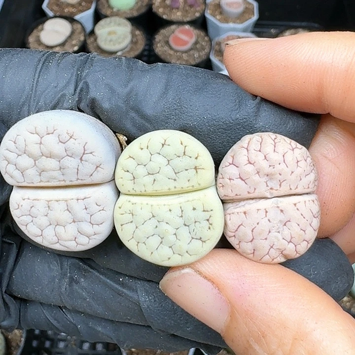 生石花1111444    201