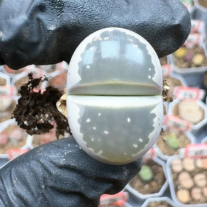 生石花12555。 136