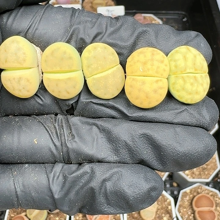 生石花1111111111    95