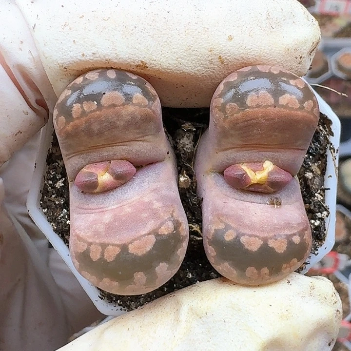 生石花1225554。  88号