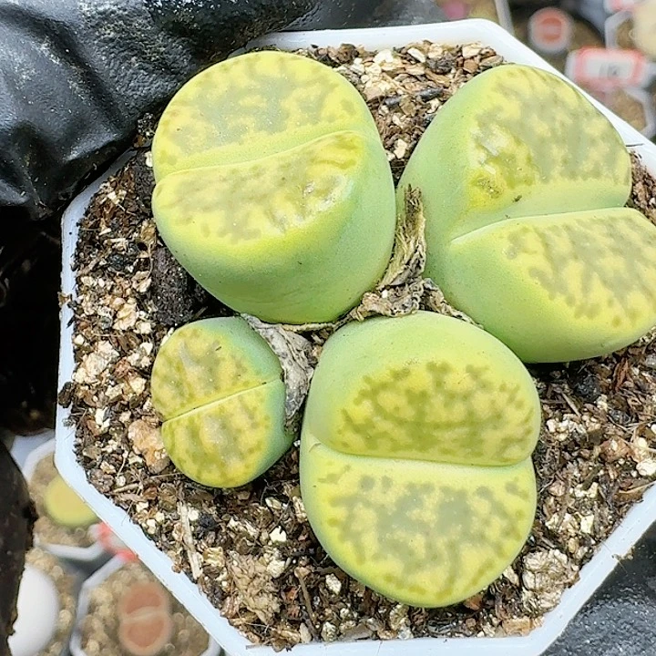 生石花11144   510