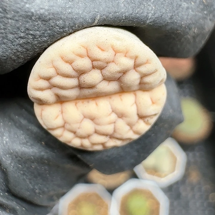 生石花11111   138