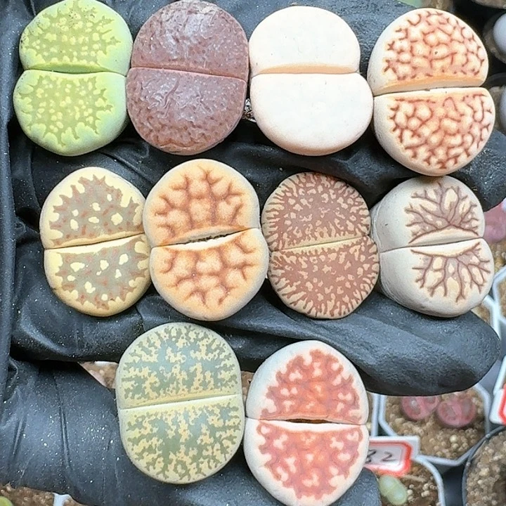 生石花111144   231