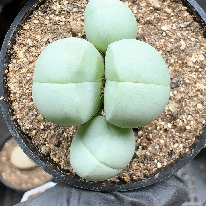 生石花1111114   202