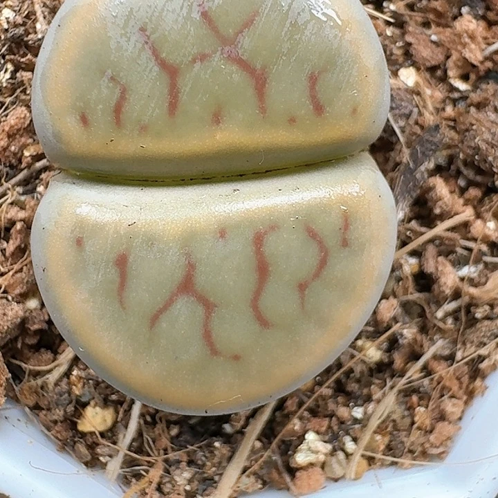 生石花111441   75