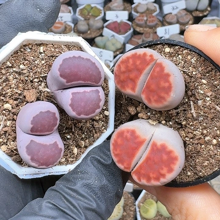 泡*-生石花11444 281