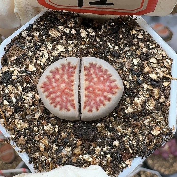 生石花11111111。  293