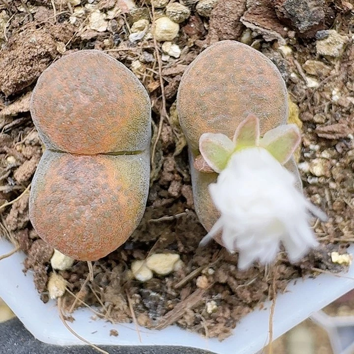 生石花11144   186