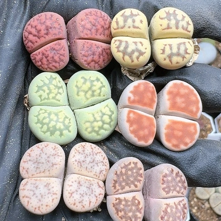 生石花112251   210