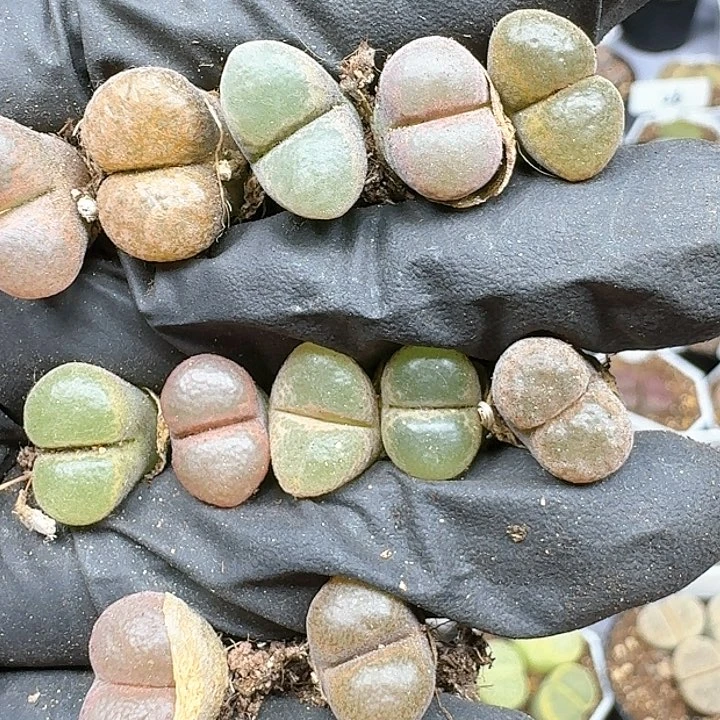 生石花11114    151